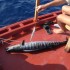 <!--:en-->Fishing<!--:--><!--:it-->Pesca<!--:--> 4