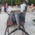 pesce vela