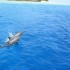 incontro con i delfini 2